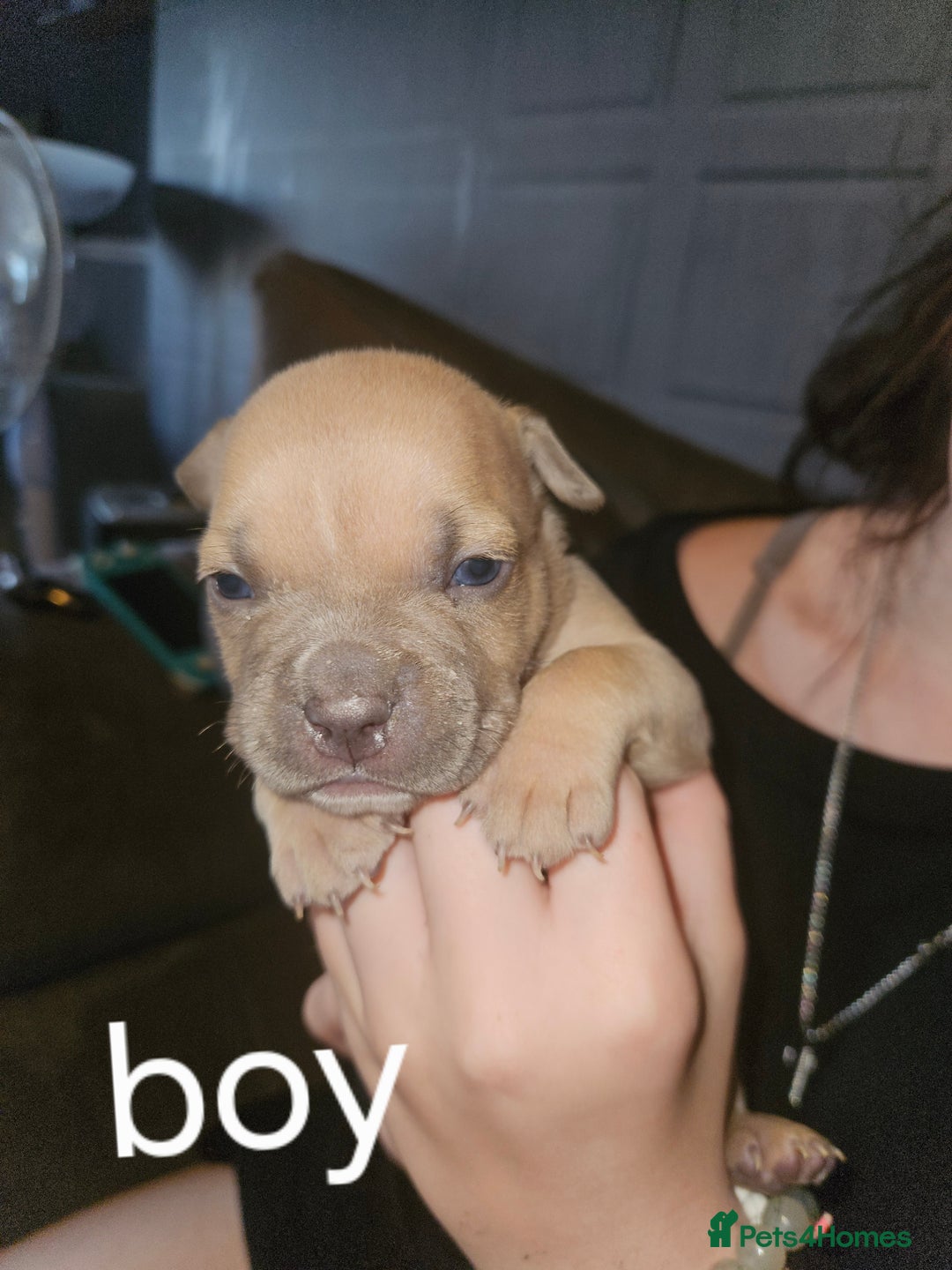 American Bully dogs for sale: Pocket bully puppies - Image 4