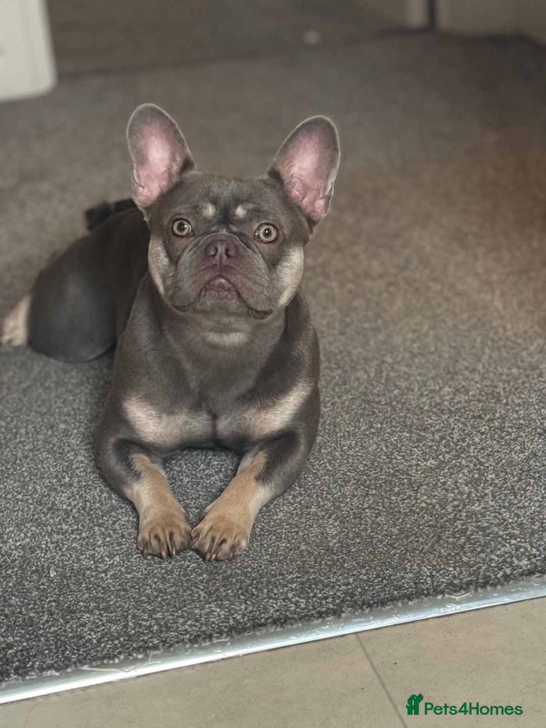 French Bulldog dogs for sale: 3 beautiful frenchie puppies - Advert 4