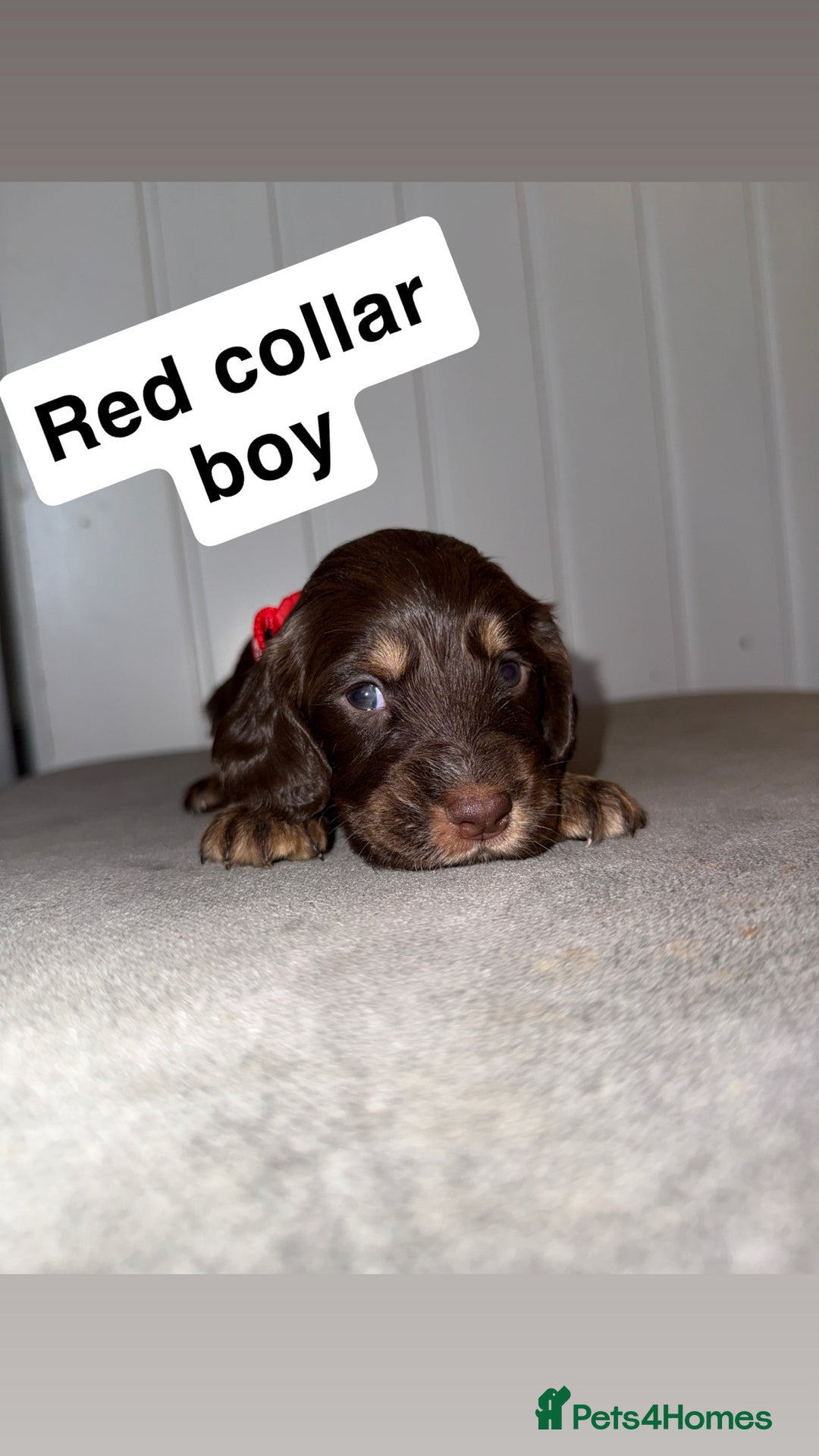 Sprocker dogs for sale: Sprocker puppies - Image 18