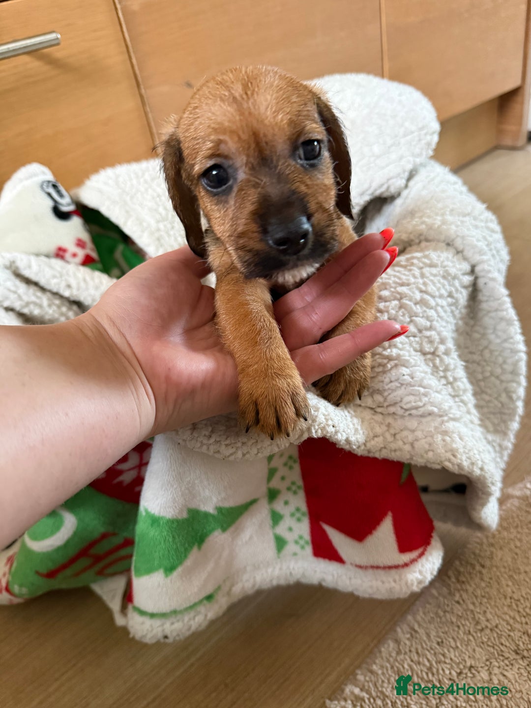 Dachshund dogs for sale: Wire haired dachshund puppies  - Advert 18