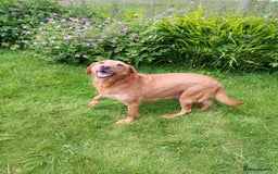 Labrador Retriever dogs for sale: Fox Red Labrador Puppies. - Image 2