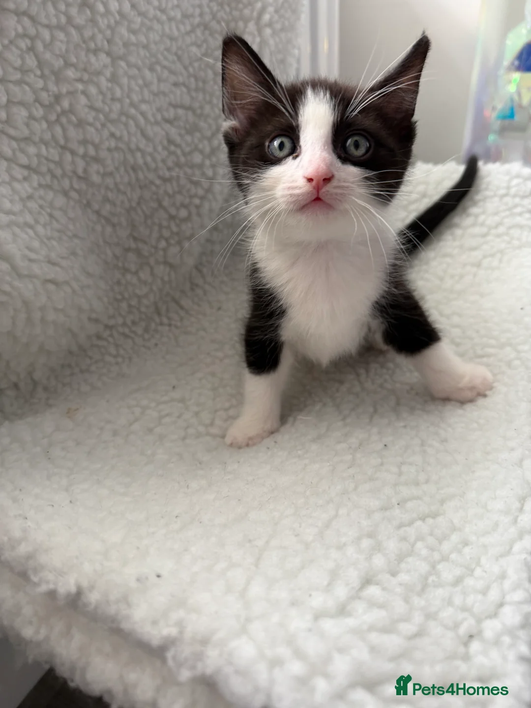 Mixed Breed cats for sale: Ragdoll sphinx mix  - Advert 5