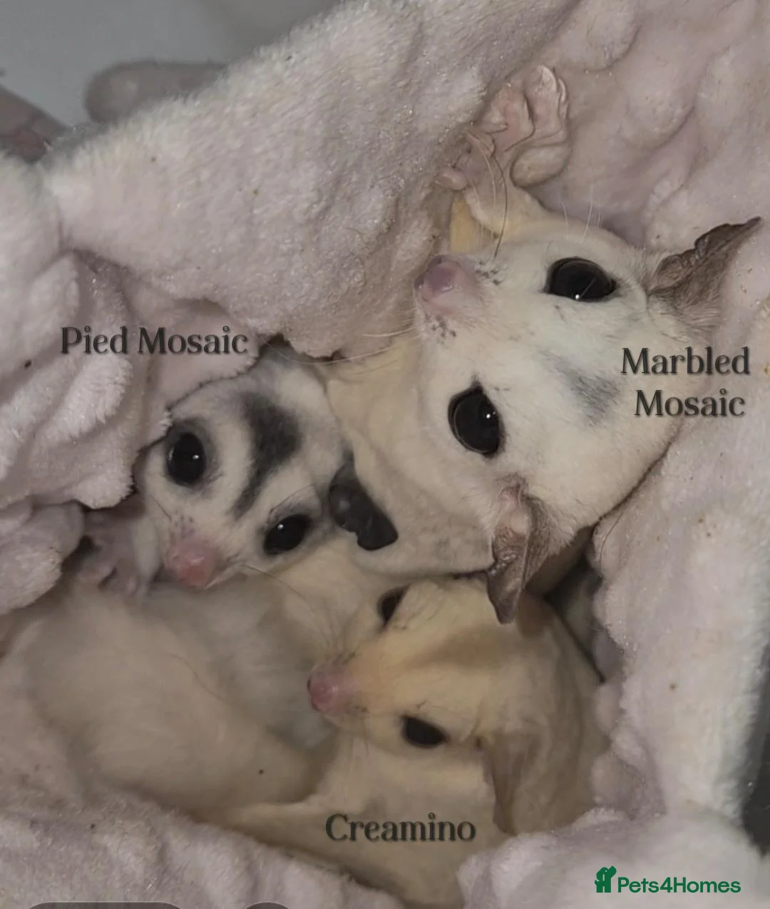 Sugar Glider rodents for sale: 🎀 Three Beautiful Girl Sugar Gliders - Advert 2