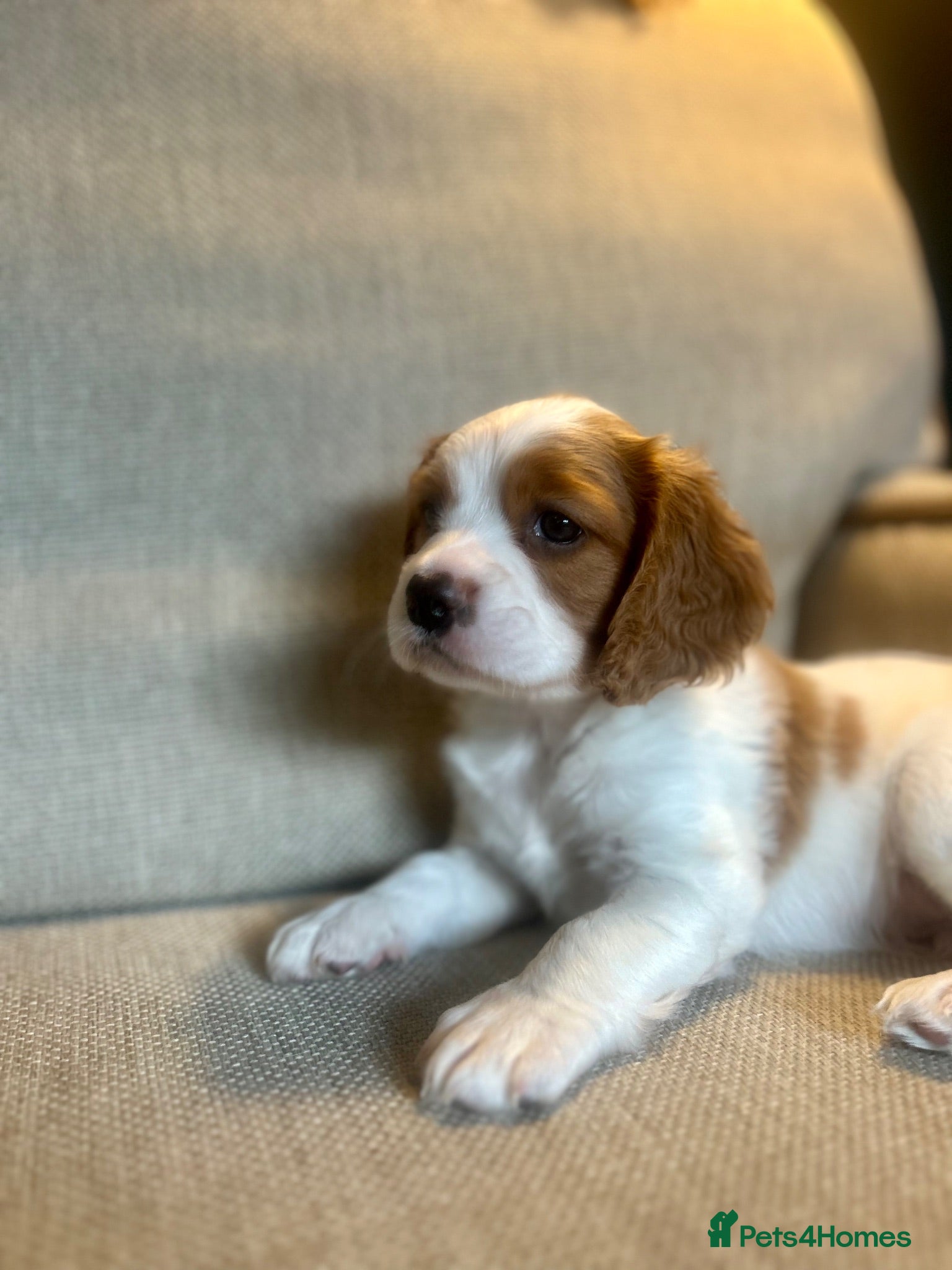 Cockalier dogs Cavalier King Charles X Cocker Spaniel - Advert 1