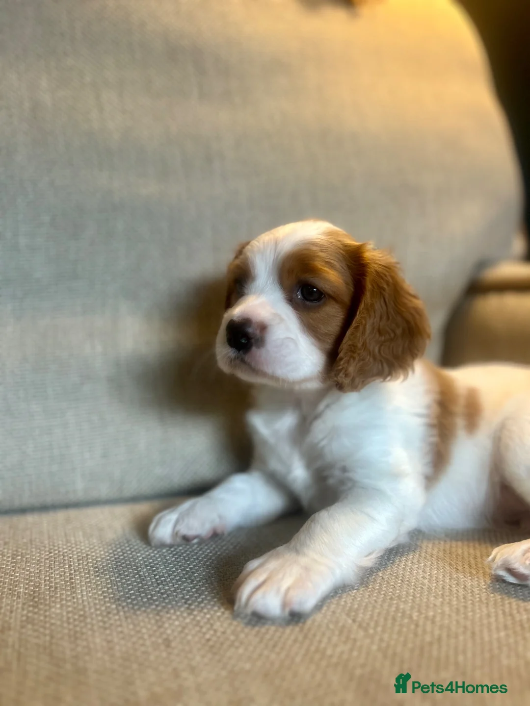 Cockalier dogs for sale: Cavalier King Charles X Cocker Spaniel - Advert 1