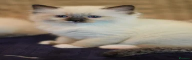 Ragdoll 5