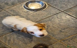 Cocker Spaniel dogs for sale: Cocker Spaniel Puppies  - Image 7