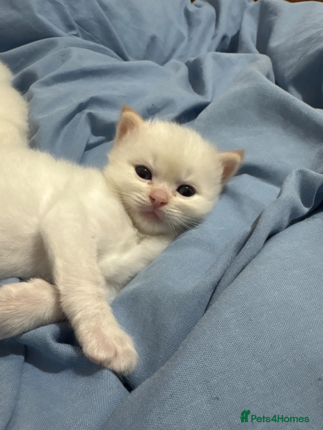 Ragdoll cats for sale: 2 Flame point ragdoll boys  in Dagenham - Advert 2