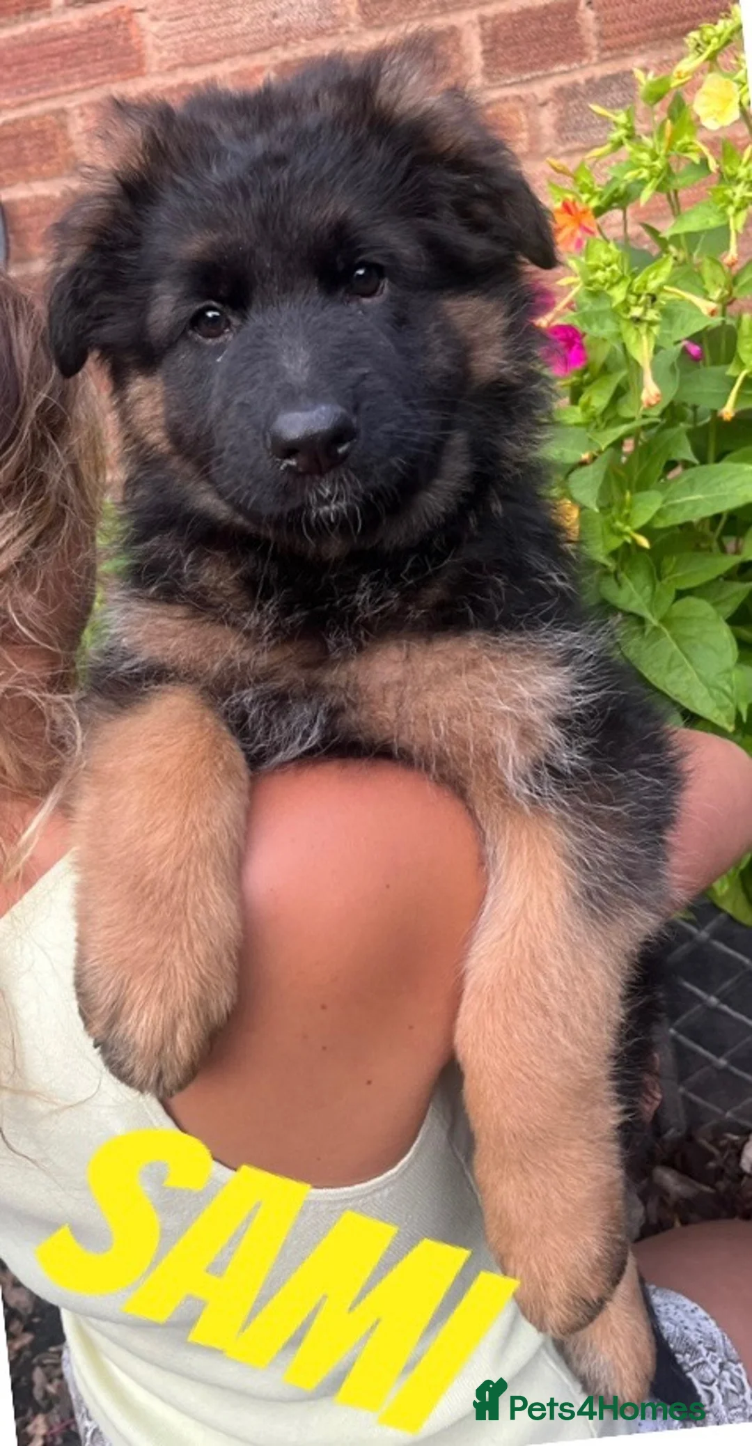 German Shepherd dogs for sale: Stunning GSD puppies for sale  - Advert 2