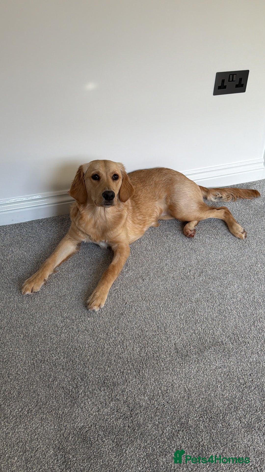 Golden Retriever dogs for sale: Goldie, 9 month retriever puppy - Advert 2
