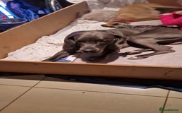 Great Dane dogs for stud: Great dane stud in Glasgow - Image 2