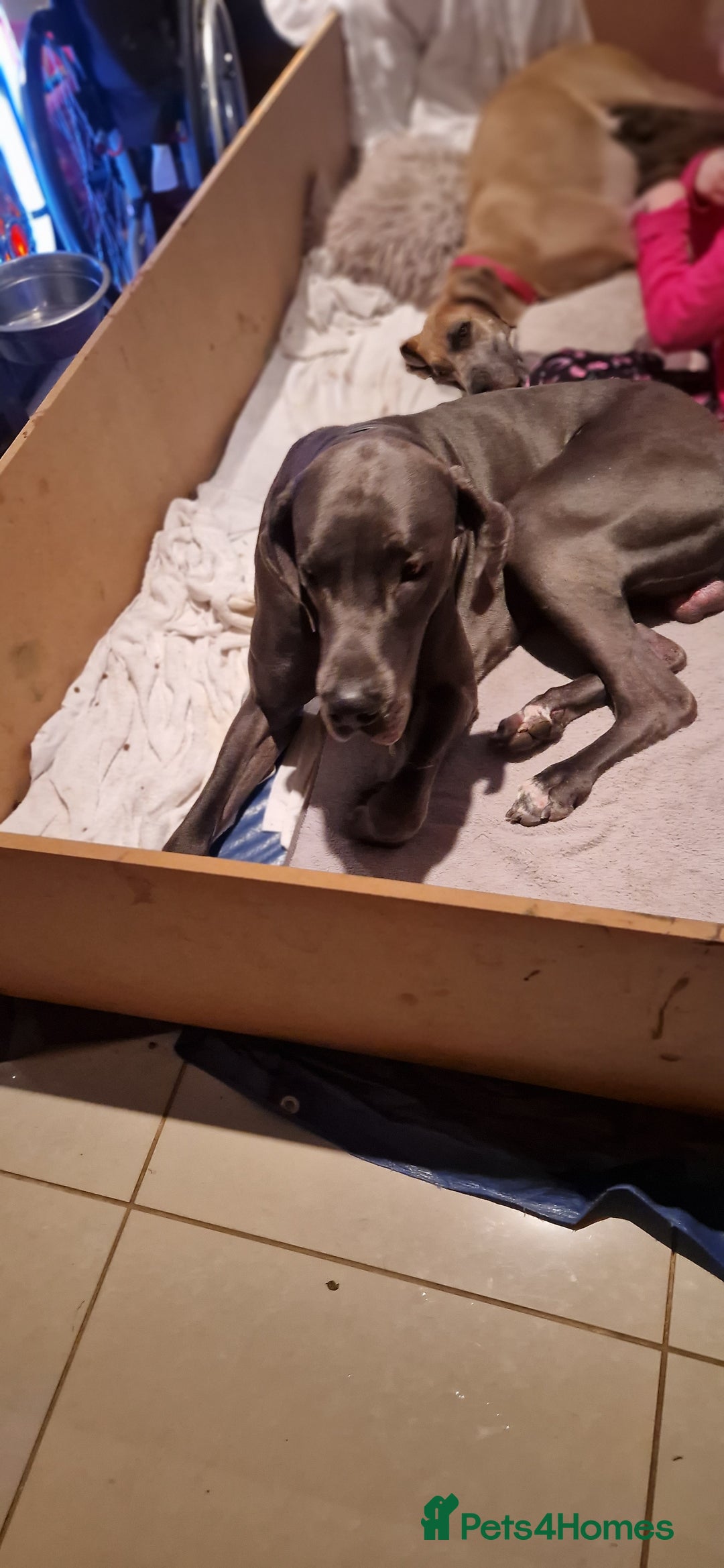 Great Dane dogs for stud: Great dane stud in Glasgow - Image 2
