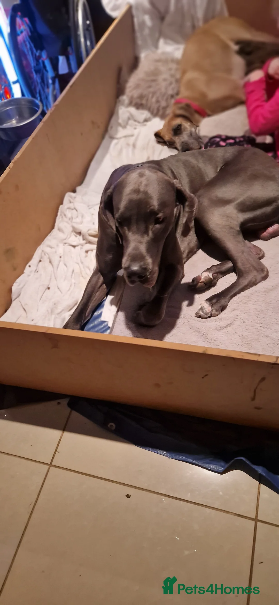 Great Dane dogs for stud: Great dane stud in Glasgow - Advert 2