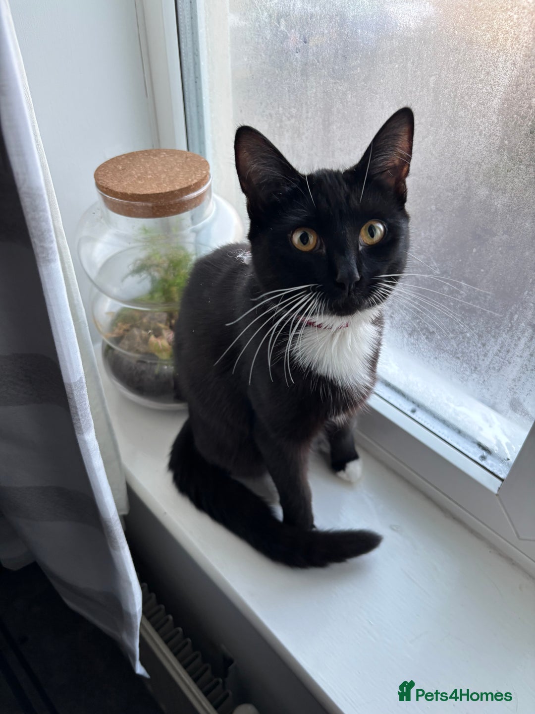 Mixed Breed cats for sale: Willow - Image 1