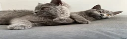 British Shorthair cats for sale: pure pedigreeBritish shorthairs kittens - Advert 8