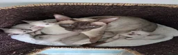 Siamese cats for sale: Beautiful Purebred Siamese Kittens for Sale  in Leeds - Advert 6