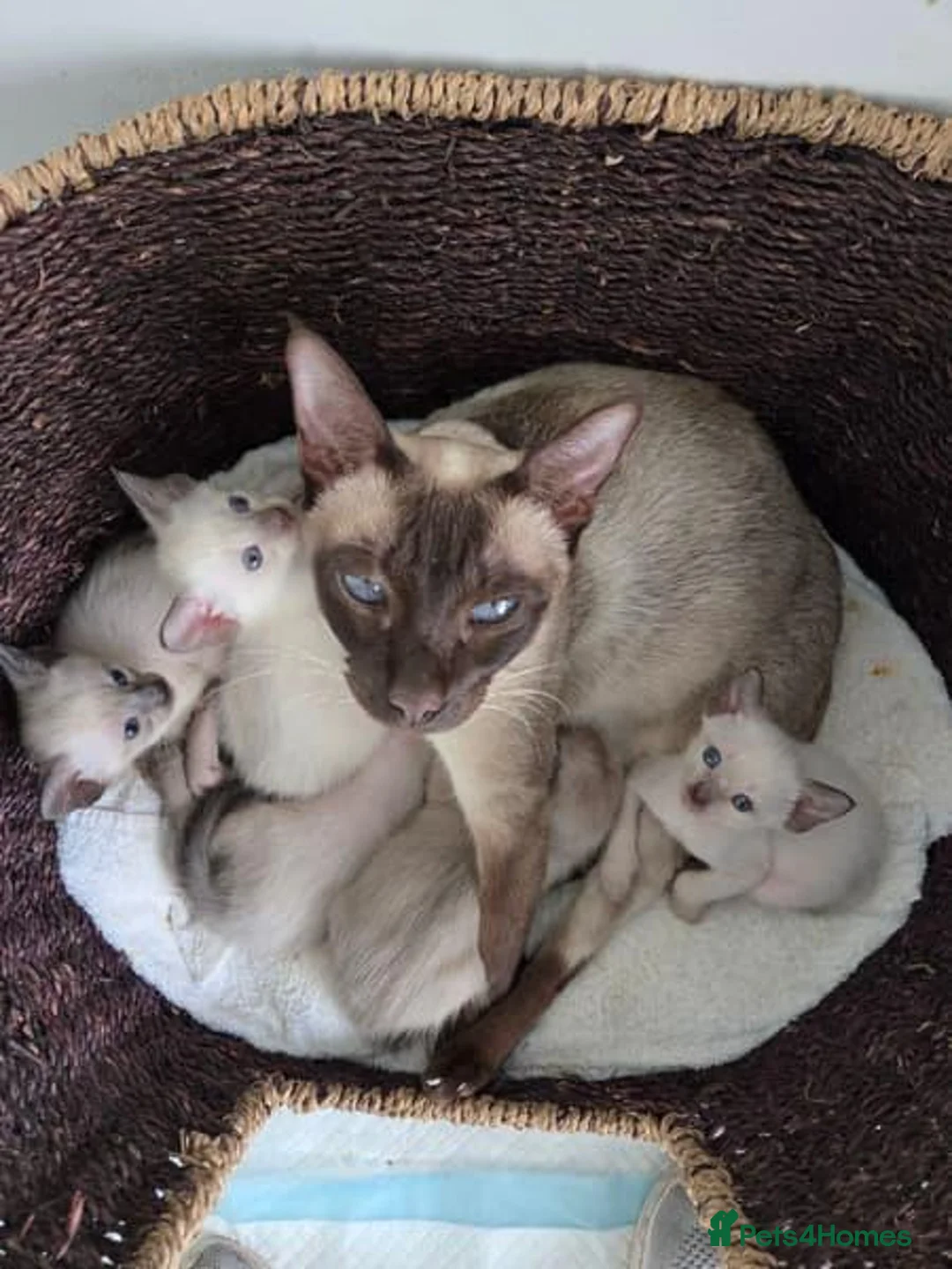 Siamese cats for sale: Beautiful Purebred Siamese Kittens for Sale  in Leeds - Advert 6