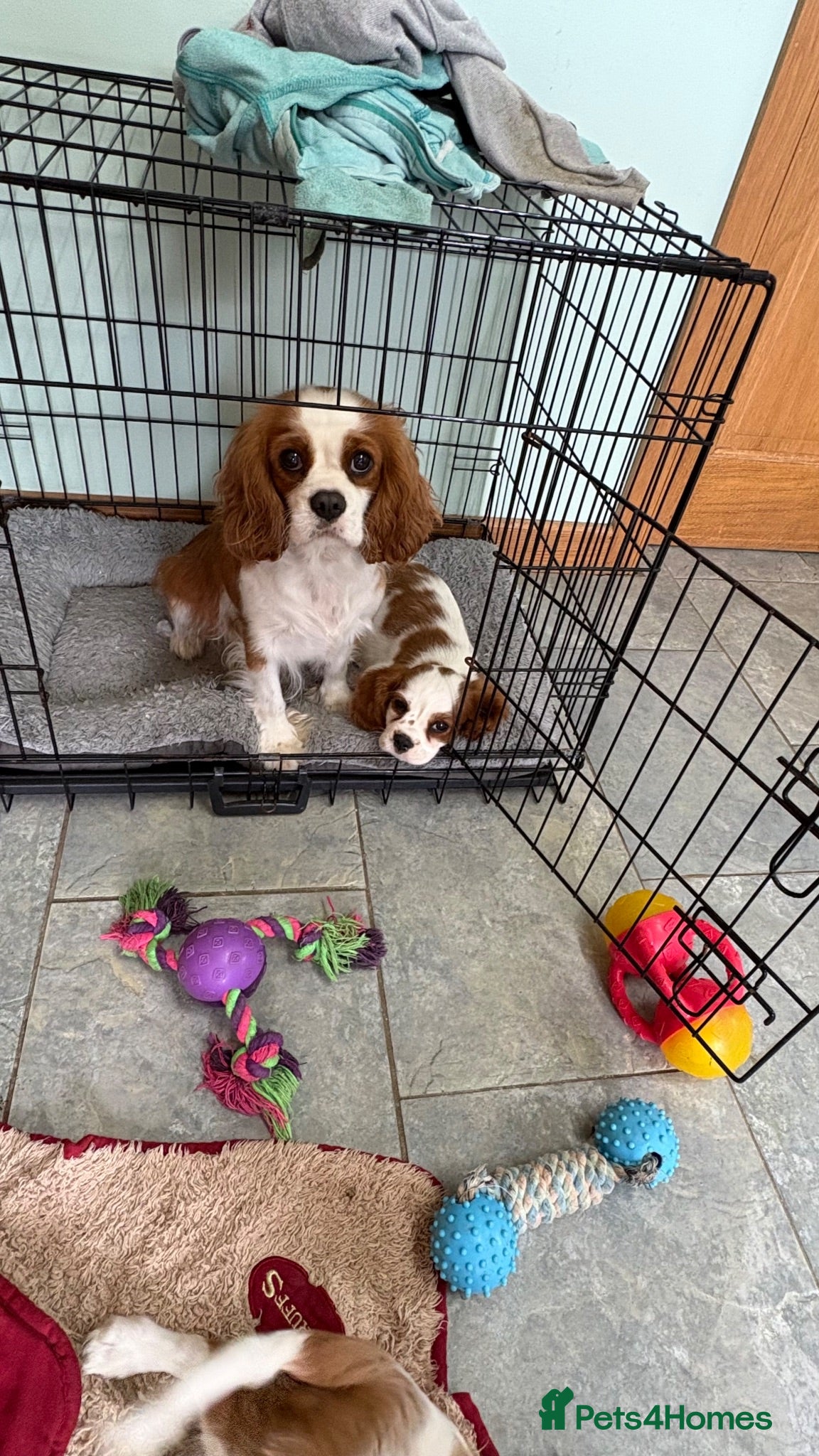 Cavalier King Charles Spaniel dogs K C Reg Fully Vaccinated  - Advert 1