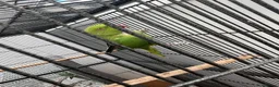 Mixed Breed birds for sale: Indian ringneck and Alexandrine parrot  - Advert 8
