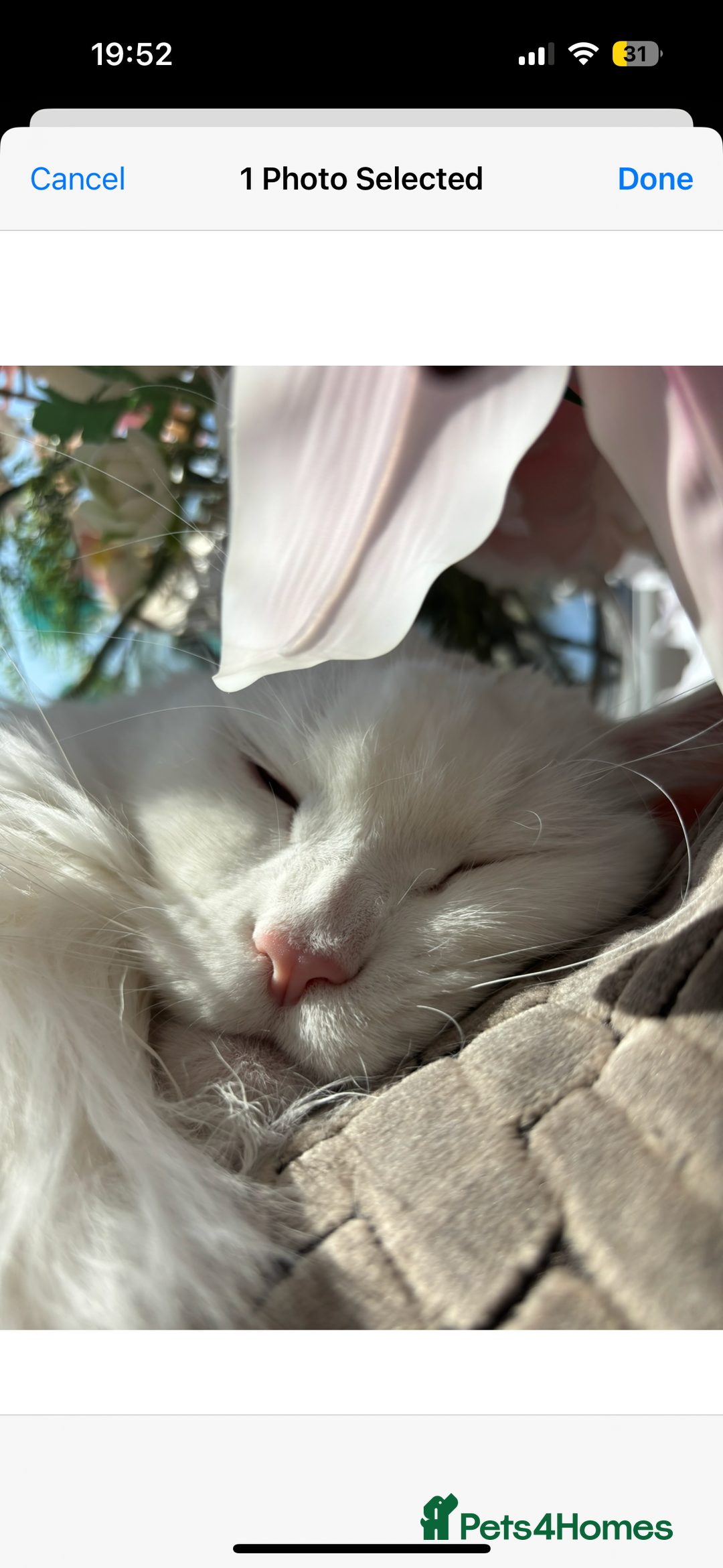 Maine Coon cats for sale: Beautiful Bella - Advert 2