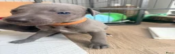 Whippet dogs for sale: Gorgeous Whippets Ready for forever Home - Advert 6
