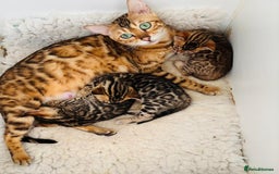 Bengal cats for sale: Brown rosetted male bengal kittens, TICA reg - Image 5