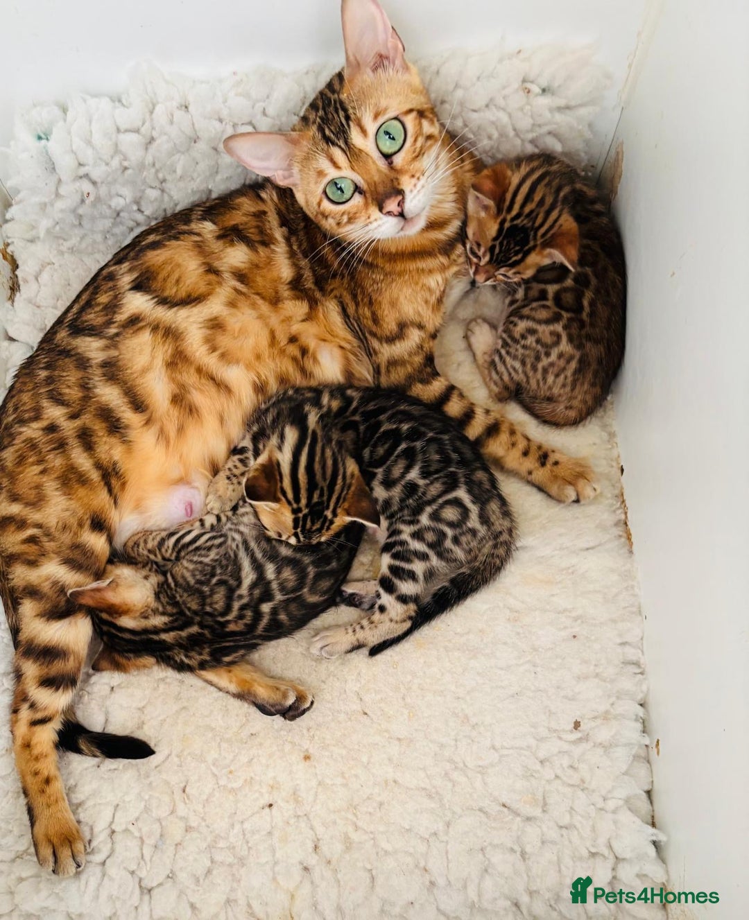 Bengal cats for sale: Brown rosetted male bengal kittens, TICA reg - Image 5