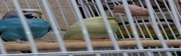 Budgerigars birds for sale: 2 female budgies, 1 yellow,   in Castleford - Advert 8