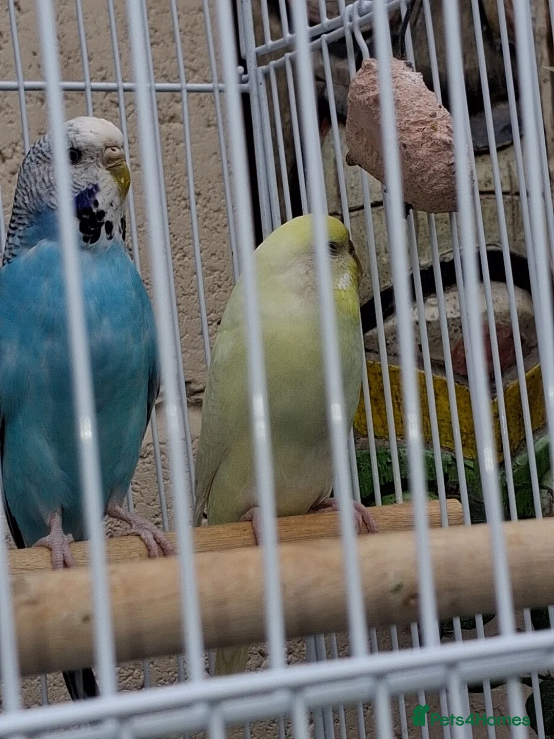 Budgerigars birds for sale: 2 female budgies, 1 yellow,   in Castleford - Advert 8