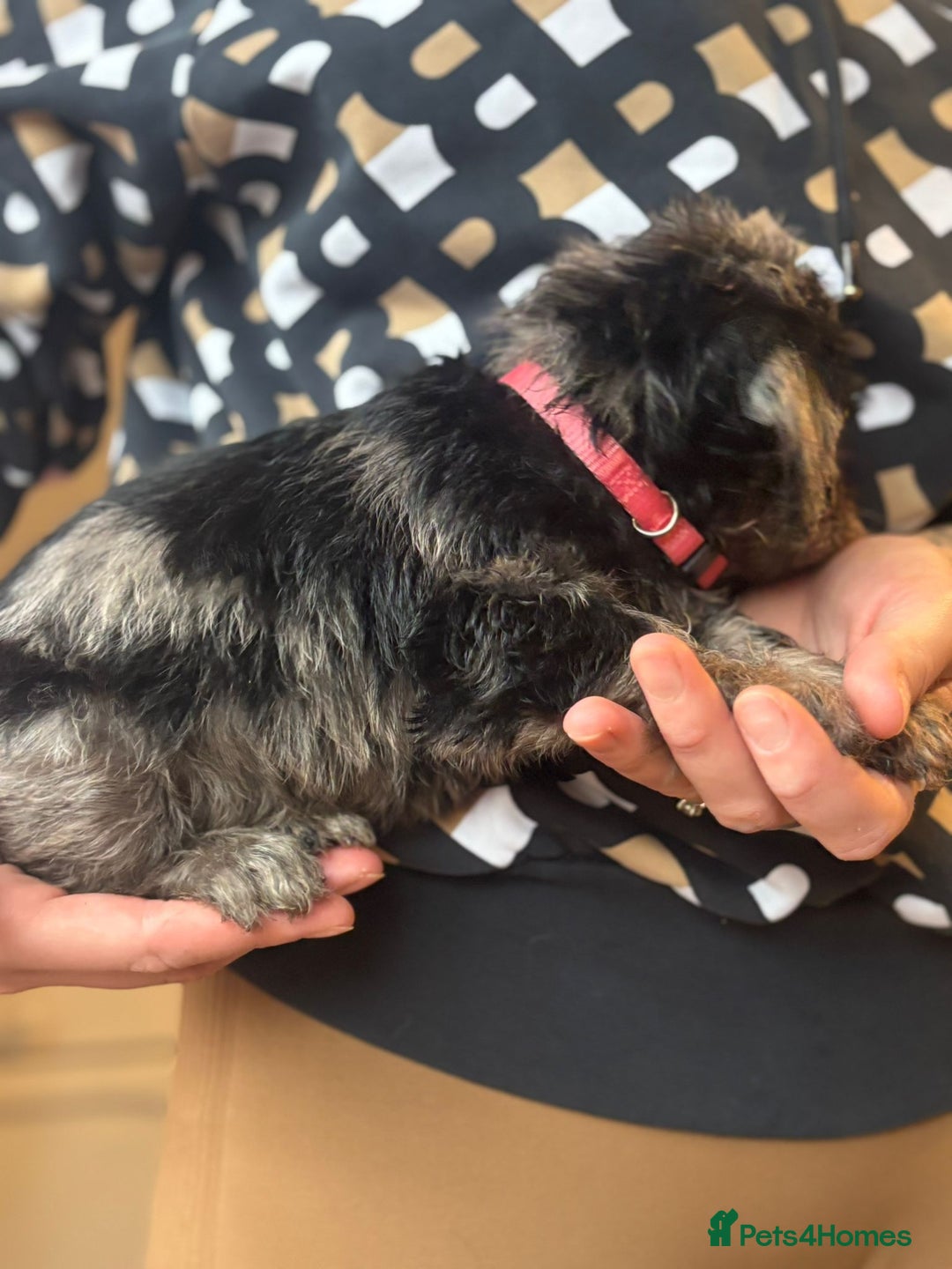 Mixed Breed dogs for sale: Doxiepoos  - Image 9