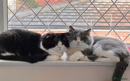 Ragdoll cats for sale: 7yr old Brothers need new home!! - Image 12