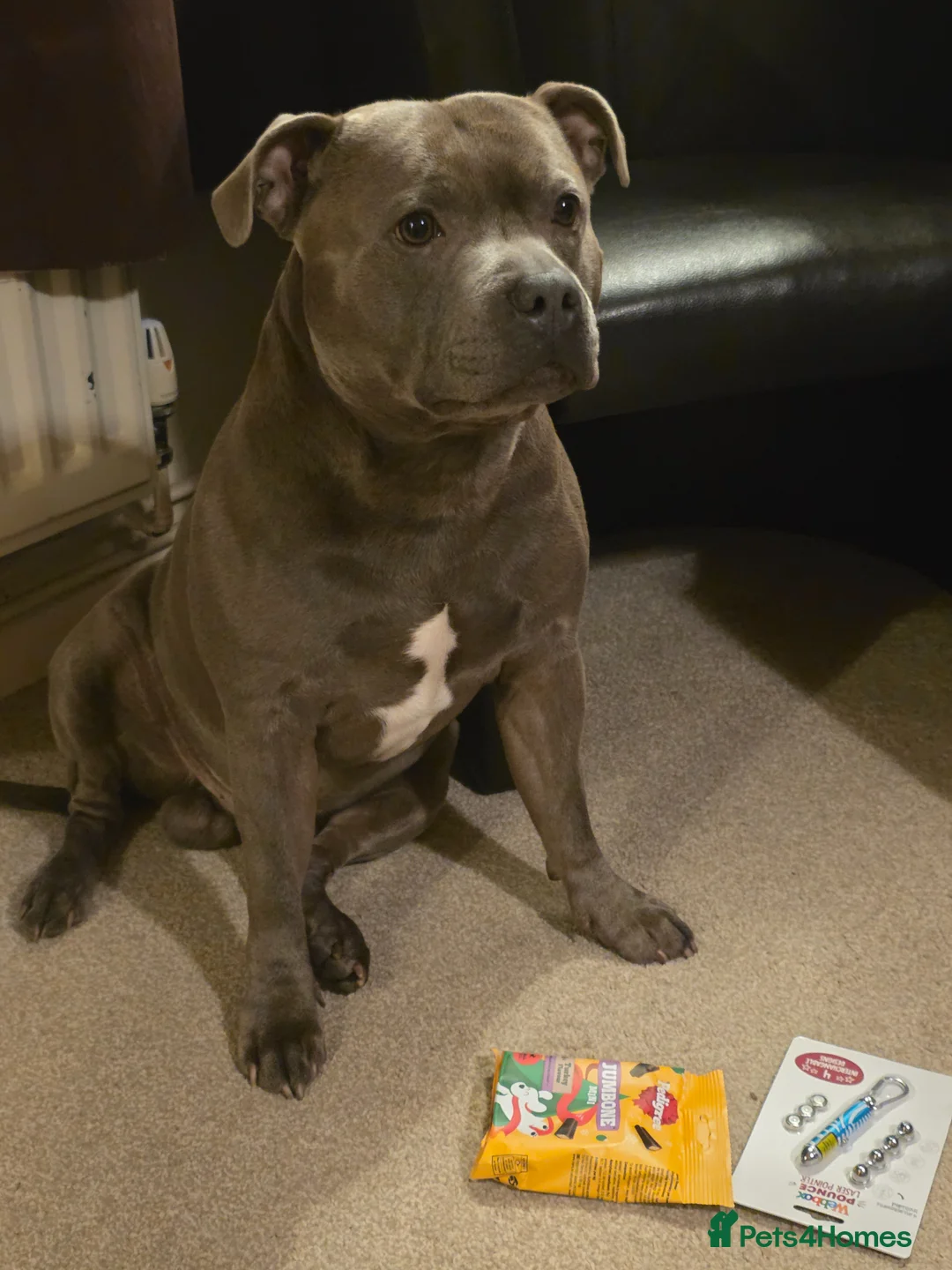 Staffordshire Bull Terrier dogs for stud: STUD 7th GEN BLUE STAFF LOKI IS READY TO BREED in Harrogate - Advert 2