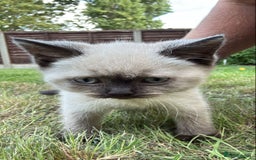 British Shorthair cats for sale: FEMALE BRITISH SHORTHAIR KITTEN - Image 3