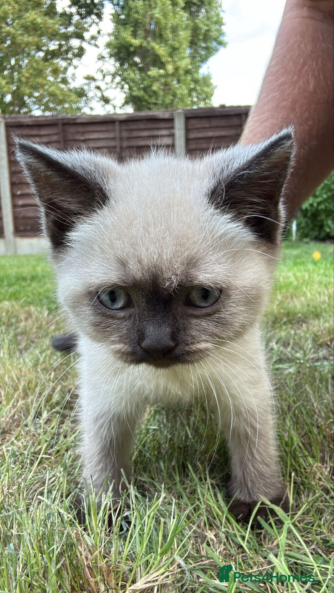 British Shorthair cats for sale: FEMALE BRITISH SHORTHAIR KITTEN - Image 3