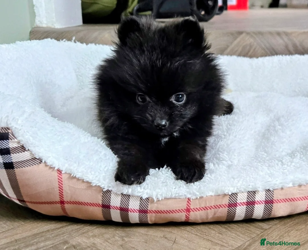 Pomeranian dogs for sale: Beautiful pomeranian puppies  - Advert 4