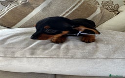 Miniature Dachshund dogs for sale: Miniature dachshunds - Image 34