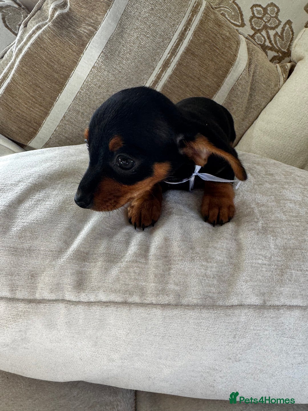 Miniature Dachshund dogs for sale: Miniature dachshunds - Image 34