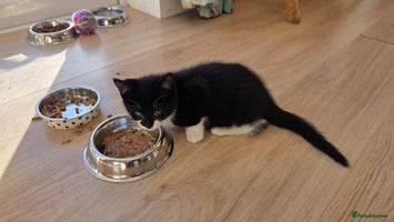 Mixed Breed cats Mixed Breed Kittens For Sale - Advert 9
