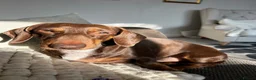 Miniature Dachshund dogs for stud: Perseus- Miniature Smooth-Haired Dachshund Stud - Advert 8