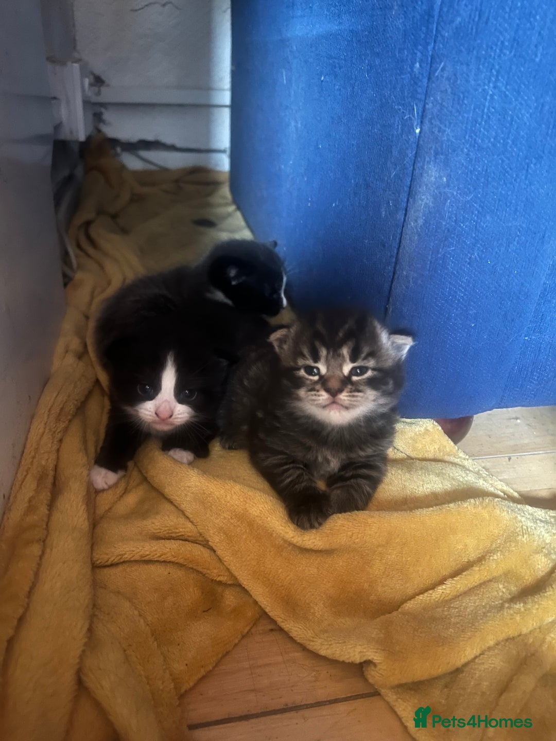 Mixed Breed cats for sale: Gorgeous kittens  - Image 1