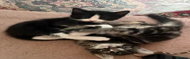 Mixed Breed Kitten 2