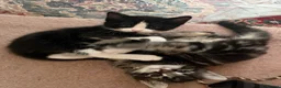 Mixed Breed cats for sale: Beautiful kittens  in Woking - Advert 5