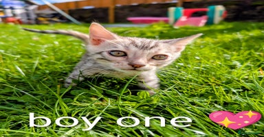 Bengal cats - Advert 1