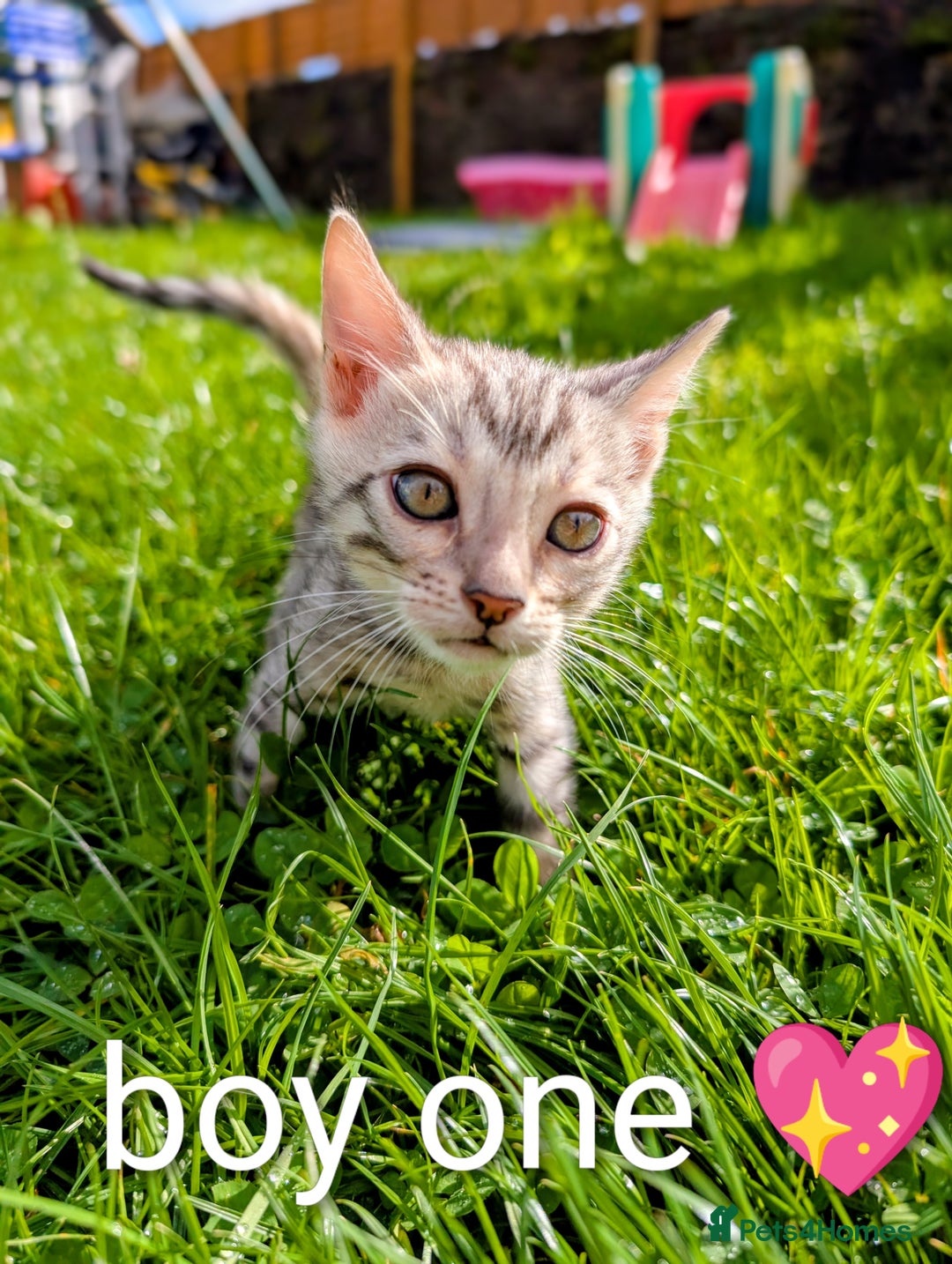 Bengal cats for sale: Ready! Bengal,TICA Registered, fully health tested - Image 3