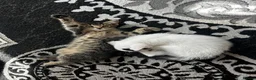 Mixed Breed cats for sale: Mixed breed - Advert 7
