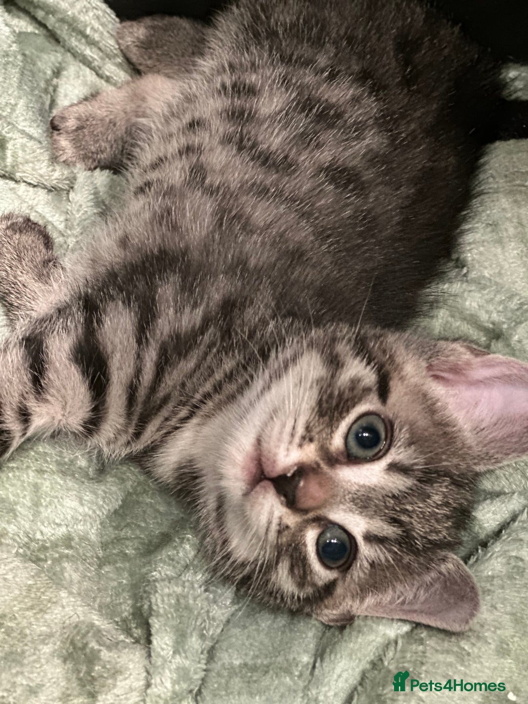 Mixed Breed cats for sale: Placid Tabby Girls  - Image 2