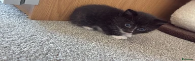 Domestic Shorthair 4