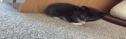 Domestic Shorthair cats for sale: 4x kittens  in Walsall - Advert 4