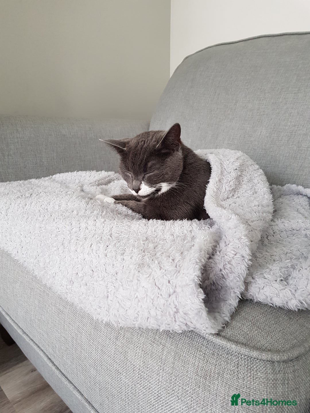 Domestic Shorthair cats for sale: Luna  - Image 4