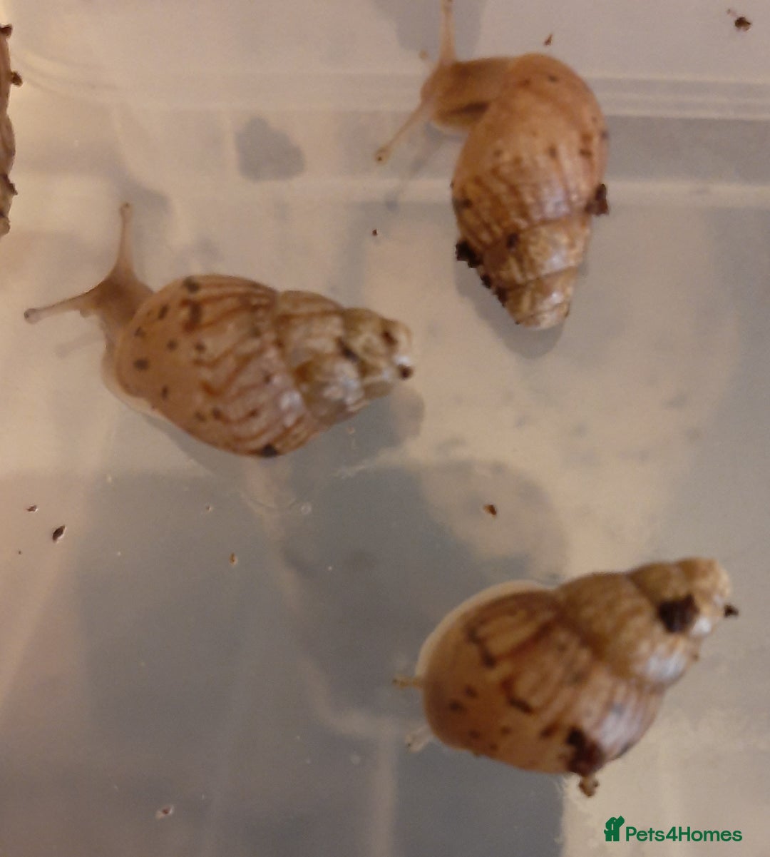Snails invertebrates for sale: Achatina fulica (Giant African Land Snails) - Image 9